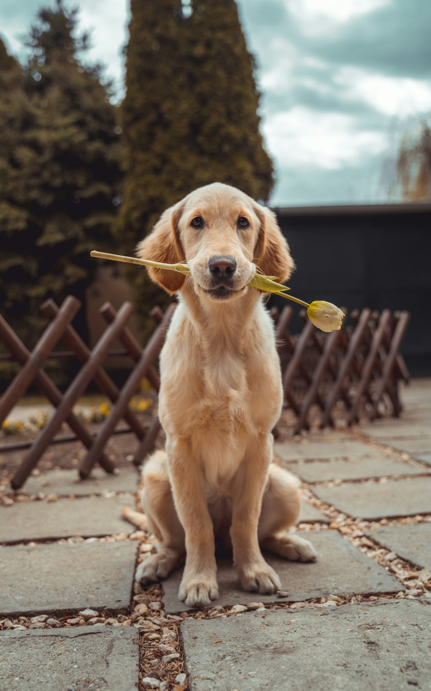 Pui Golden Retriever cu pedigree