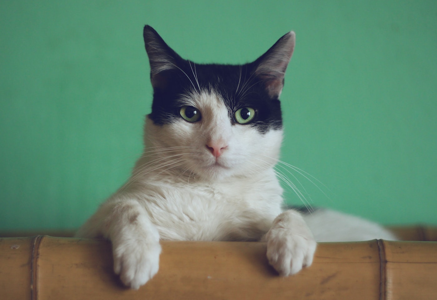 Pisică British Shorthair, 5 luni