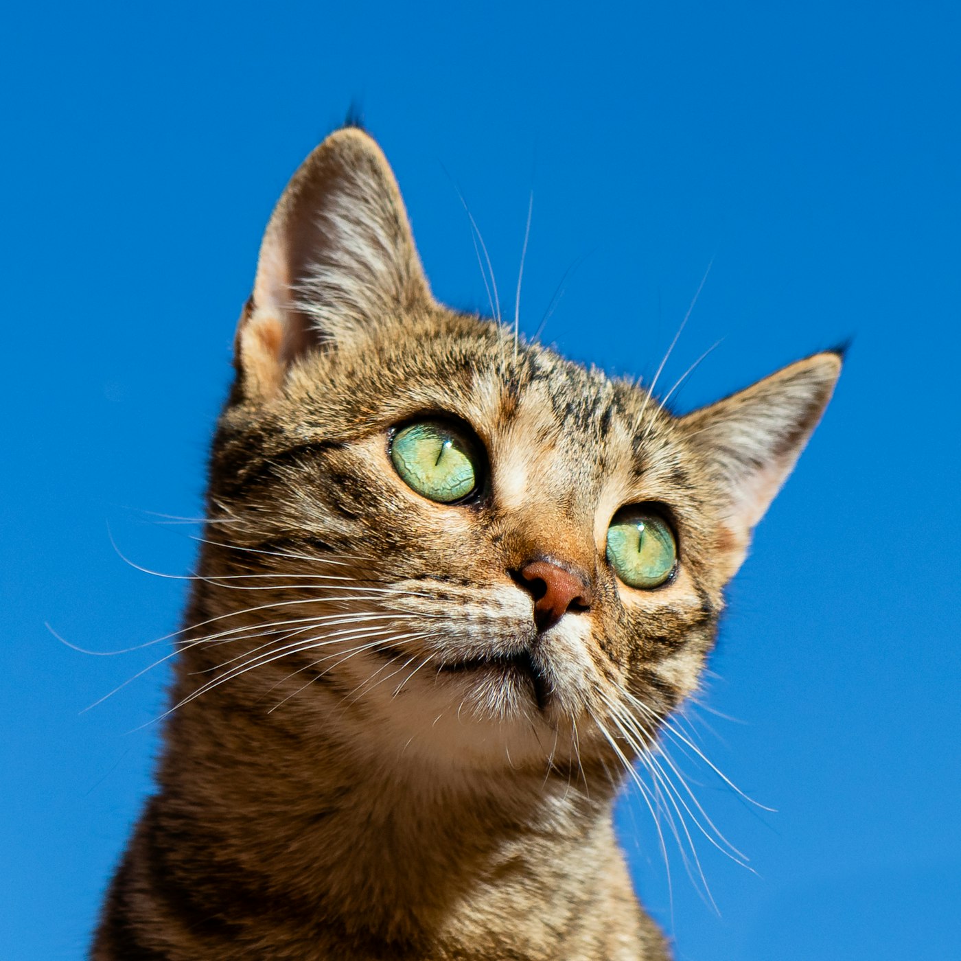 Pisică British Shorthair, 5 luni — imaginea 2